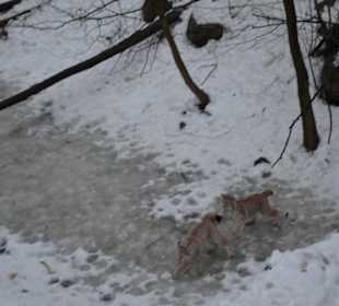 Freilichtmuseum Skansen