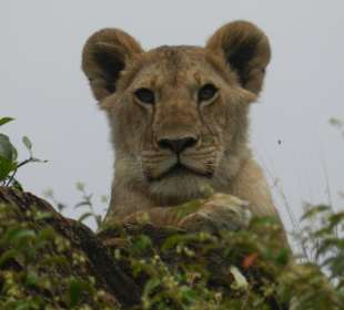 Löwe Maasai Mara , unterwegs mit Umbrella Safaris