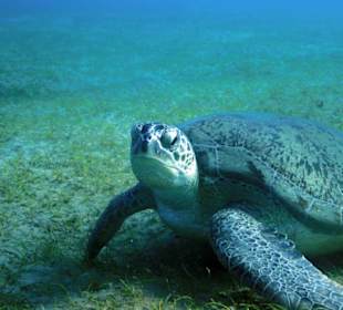 Schildkröte bei Abu Dabab