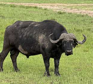 Wasserbüffel