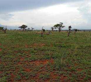 Sarova Salt Lick Game Lodge