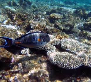 Arabischer Kaiserfisch
