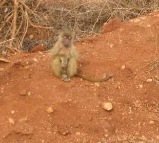 Gehe in dich und tuhe Buße