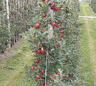 Wandern Apfelweg Dorf Tirol/Tirolo