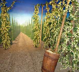 Hopfenanbau in der Brauwelt