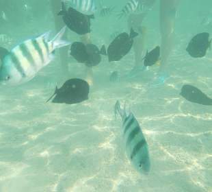 Fische auf Tuchfühlung 