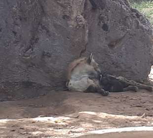 Hyänen sind im Gehege