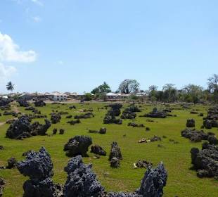 Coral Garden auf Wasini Island