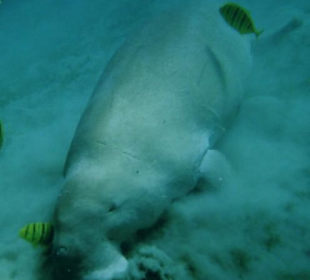 Dugong