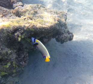 Schnorcheln Brayka Bay Marsa Alam