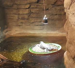 Abenteuer Dschungelland