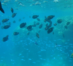 Submarine Sharm