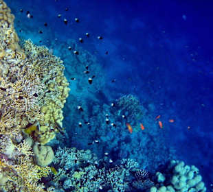 Calimera Diamond
