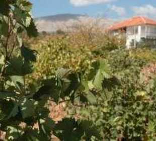 wie bei uns an der Bergstrasse