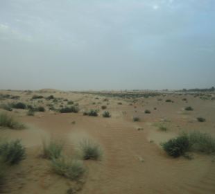 Wüstensafari