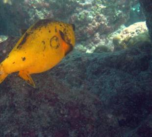 Schwarzfleck-Kugelfisch 