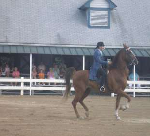 American Saddlebred
