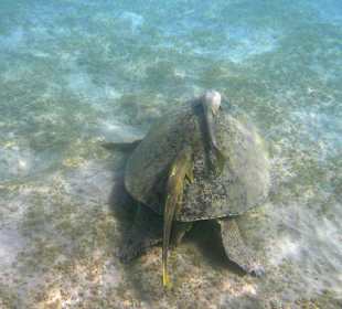Schildkröte 