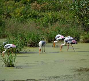 Nationalpark Udawalawe