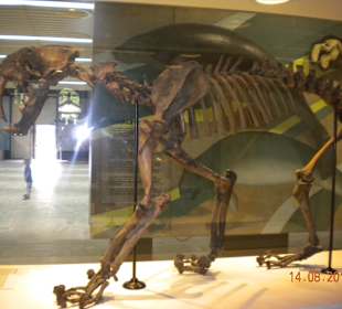 Senckenberg 