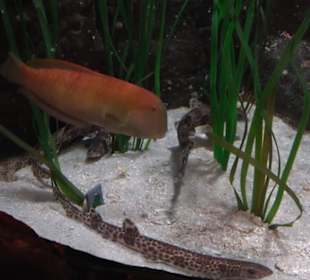 Sea Life