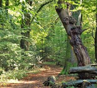 Eindrücke aus dem Neuenburger Urwald