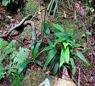 Parque Natural Obô do Príncipe