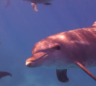 Familienerlebniss in Delfitour-Hurghada