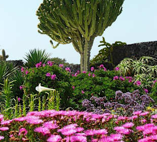 Drachenbaum in der Fundacion Cesar Manrique