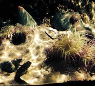 Seeanemone