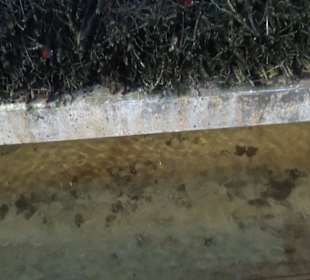 Königlicher Kurgarten