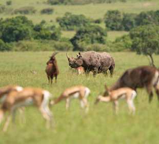 Naboisho Camp - Pirschfahrt