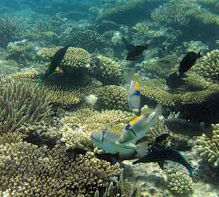 Hotelstrand, Riff, Picasso Drückerfische