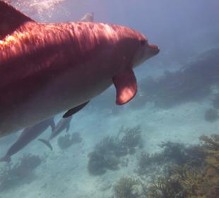 Delfinausflug mit Mo