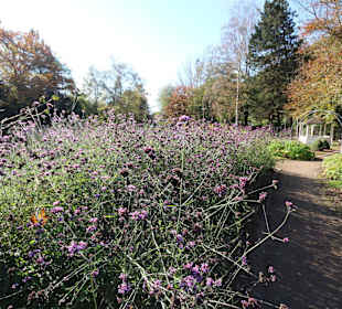 Herbstliche Blumen im Kurpark