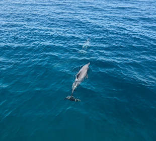 Delfin Tour Hurghada