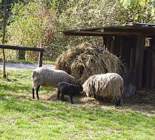 Na hradu jsou i ovce