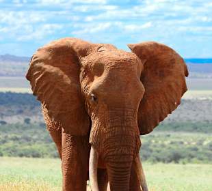 Elefant an der Voi-Lodge