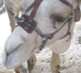 Albinokamel auf der Ziegenfarm