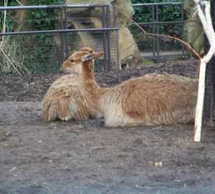 Vicunas
