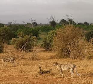 Geführte Touren Marco Polo Tours & Safaris Diani Beach