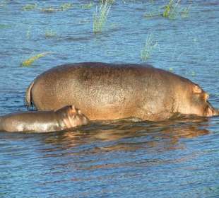 Hippos auf der Bootssafari