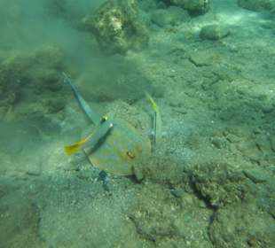 Beim Schnorcheln