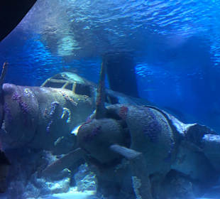 Aquarium Antalya