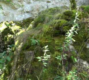 Burgruine Blankenstein