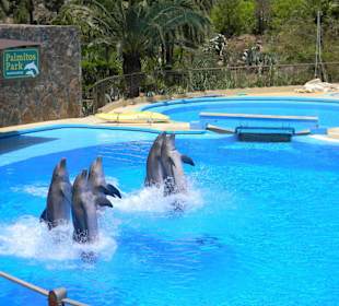 Delfine im Palmitos Park