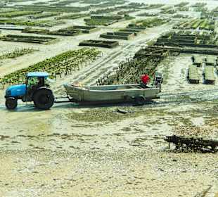 Austernernte bei Ebbe