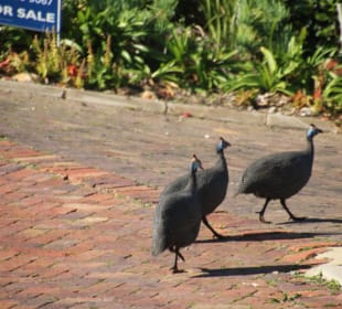 ...die Perlhühner gehören dazu!
