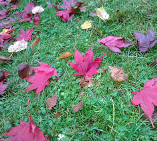 Kurpark- Bad Wildungen