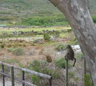 Kap der Guten Hoffnung